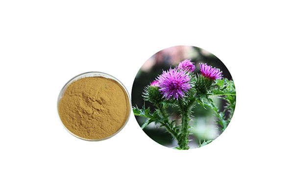 Silymarin Extract Powder.jpg